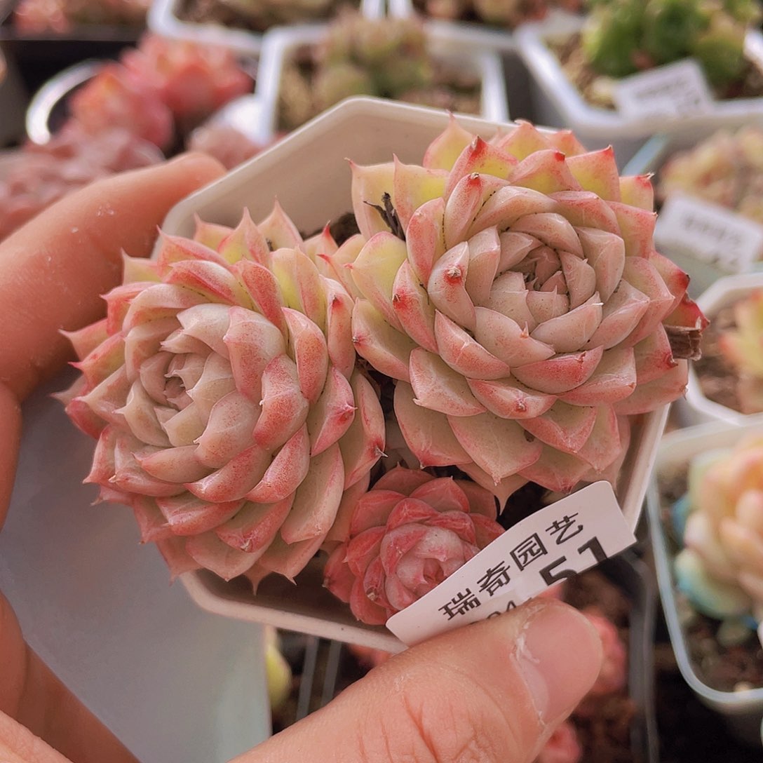 000000000000051量拍