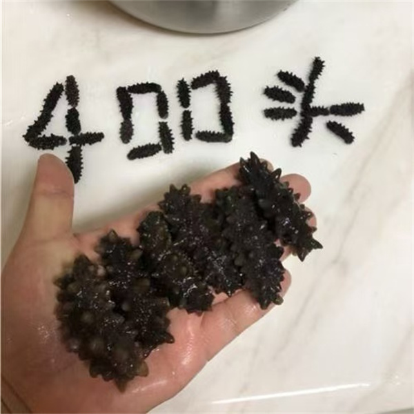 俄罗斯海参400头   淡干小海参  6排刺刺参 