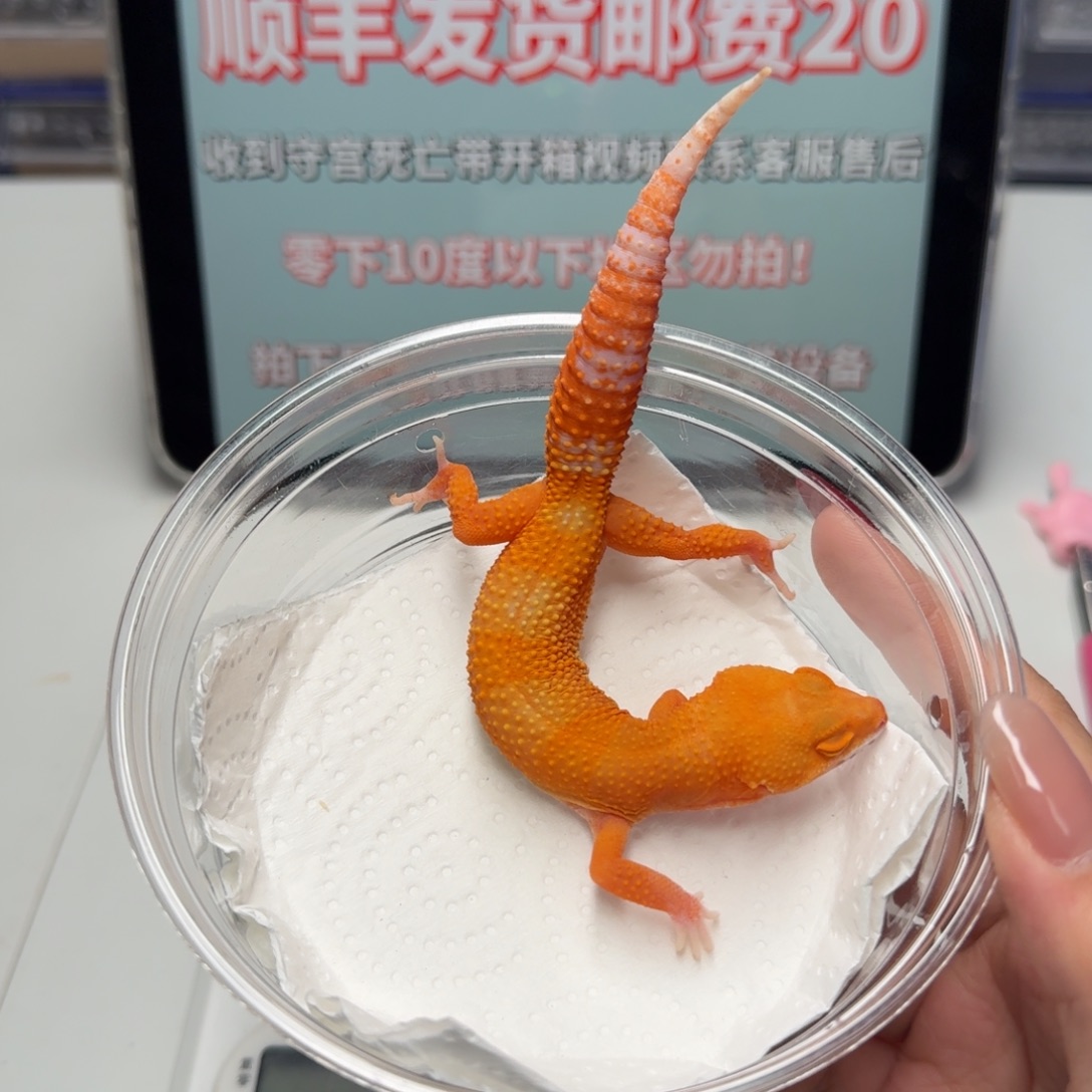 豹纹守宫贝尓蜜桔妹妹