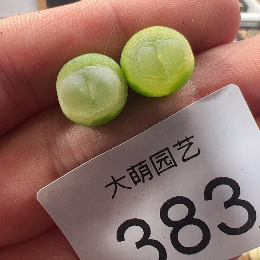 一物一拍。     383