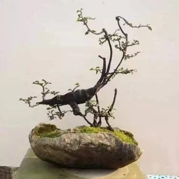 金弹子羊奶果老鸦柿重庆小山灌木盆景素材瓶兰花金弹子盆景附石