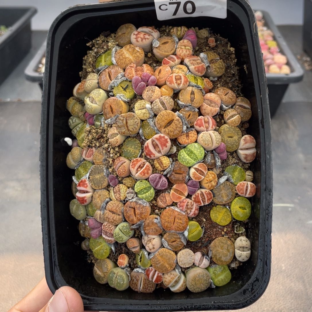 红陶000000000000070