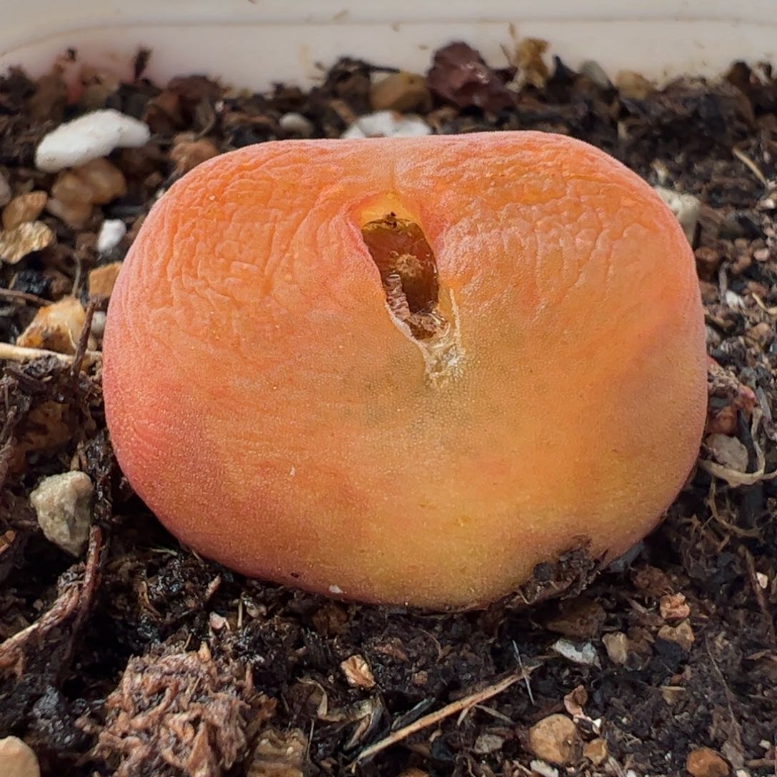 水蜜桃多肉植物百科