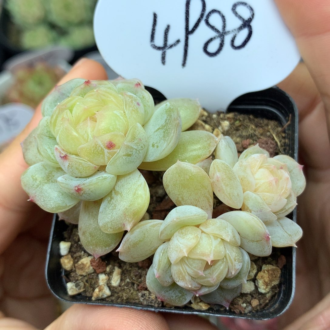 白色恋人3头群4988