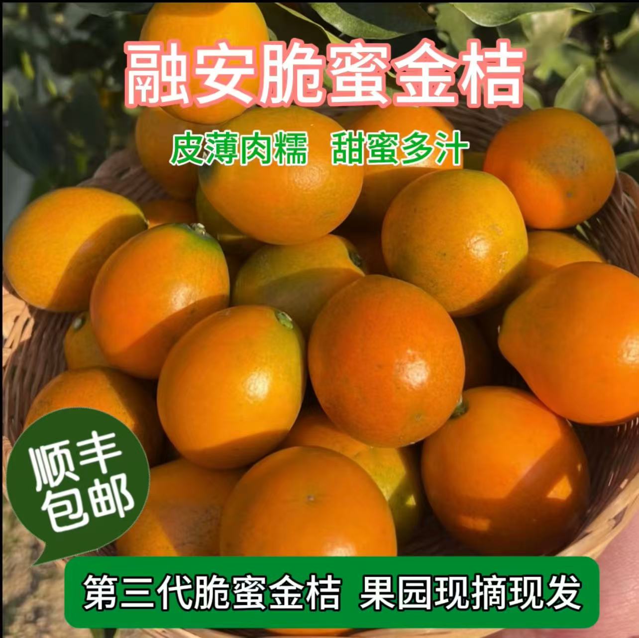 广西第三代脆蜜金桔无酸新鲜现摘水果