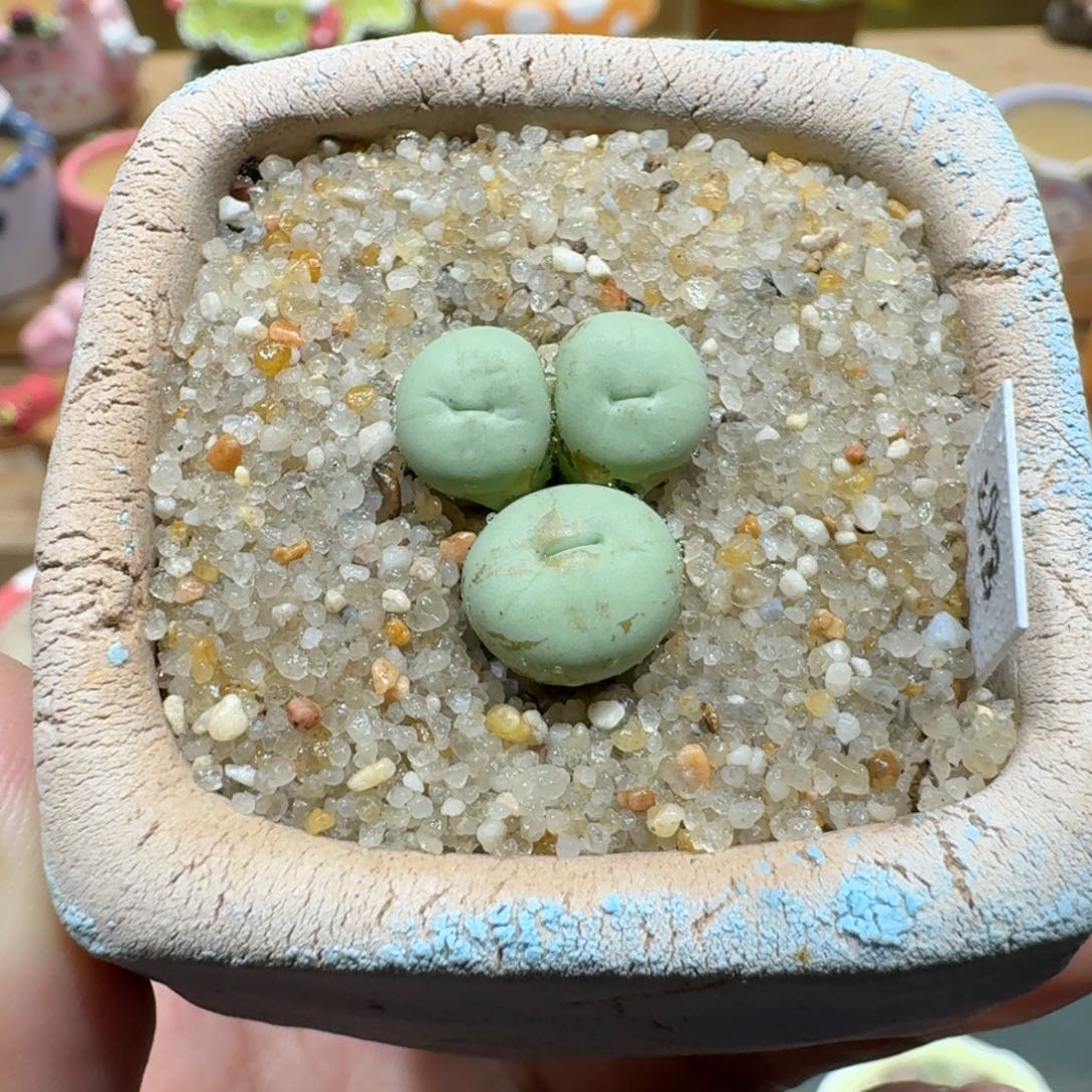 蘑菇1377小红嘴多肉植物