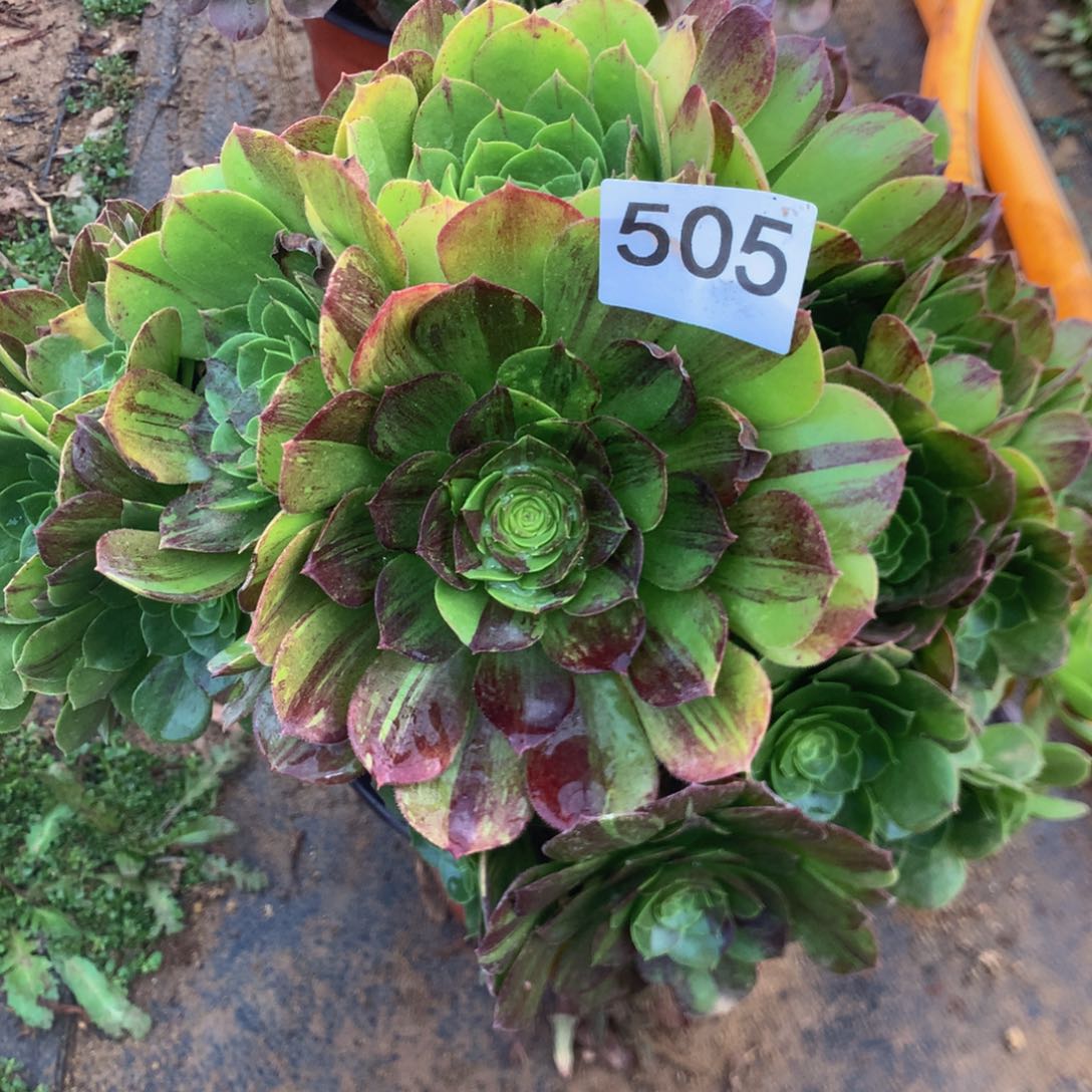 505万圣夜多肉植物