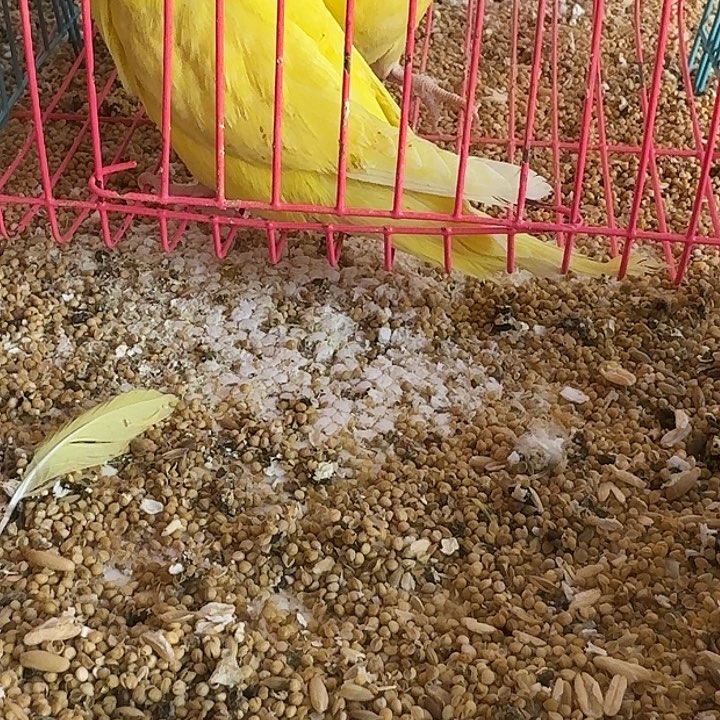 虎皮鹦鹉大头在线