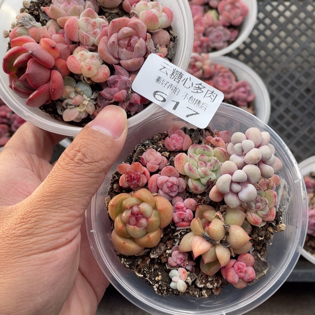 云糖心多肉植物617