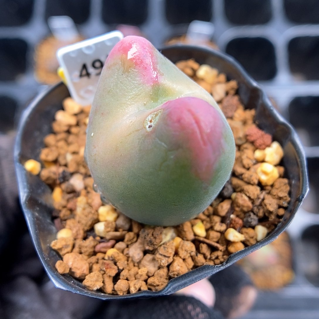 多肉植物Q-495（2.3）少将杂