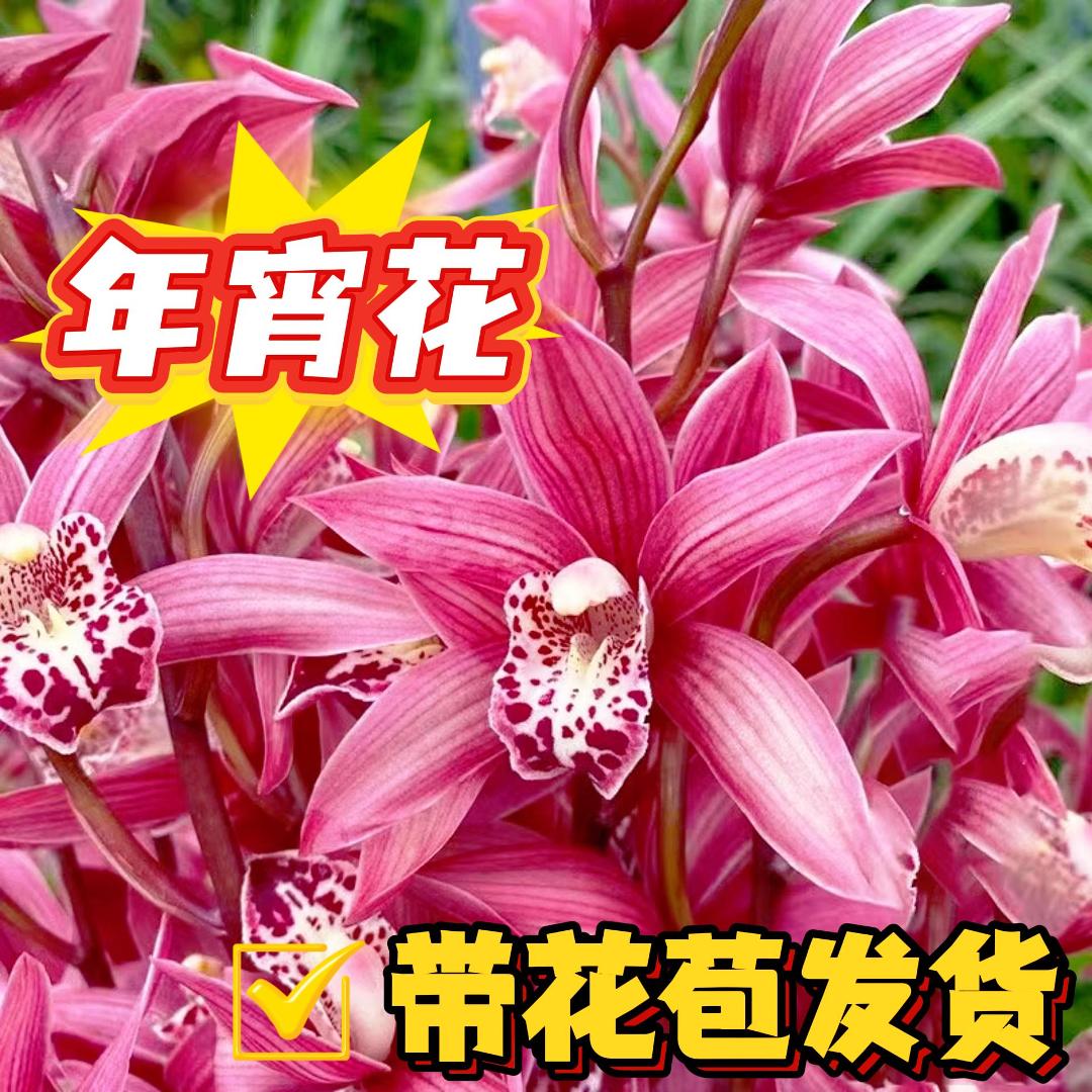 【台北小姐】建兰浓香原盆原土兰花盆栽办公室阳台室内开花好看