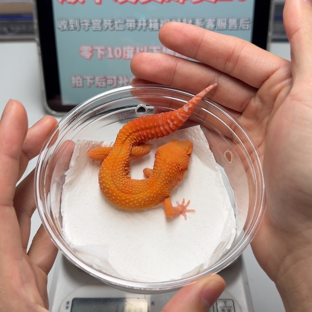 豹纹守宫贝尔蜜桔满尾