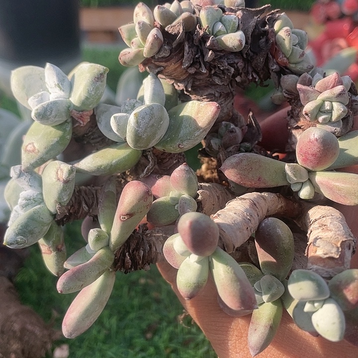 打包福利粗桩福利