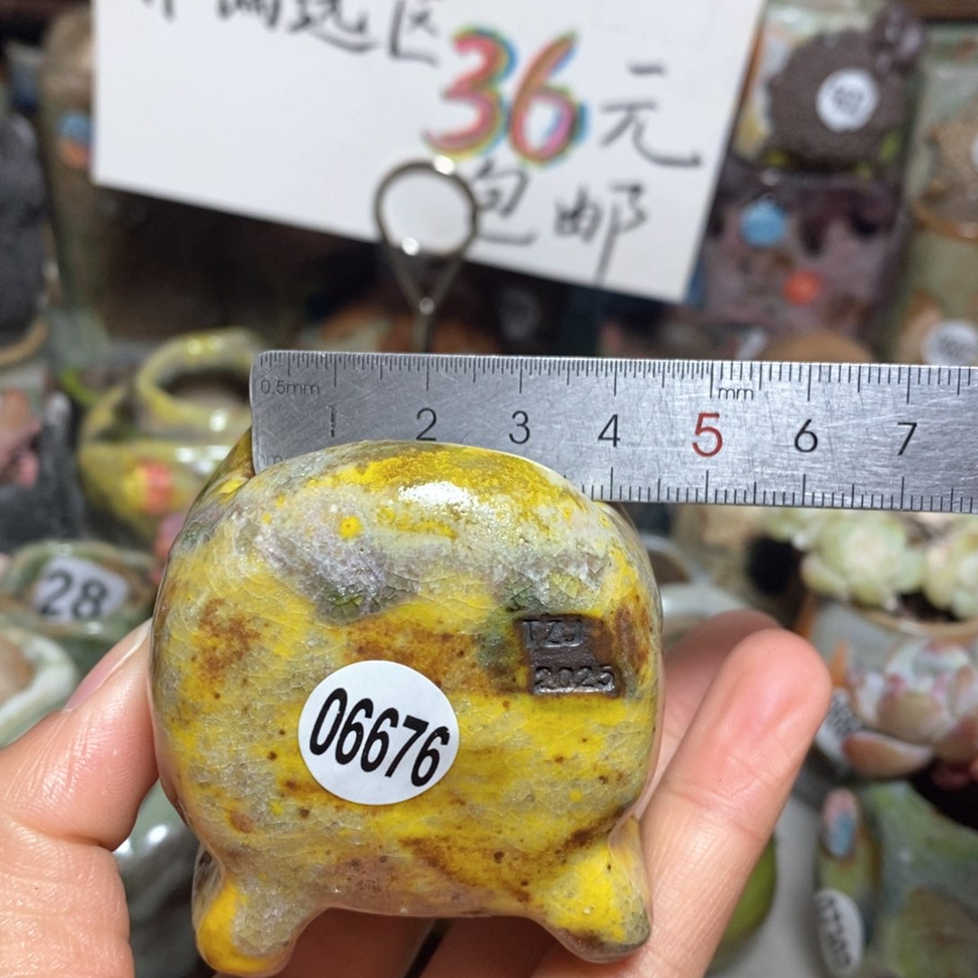 花盆拍3送一个小礼物