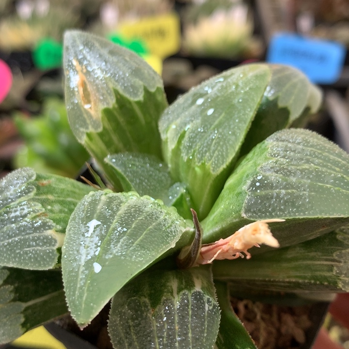 柳叶蓝光磨面寿锦一物一拍