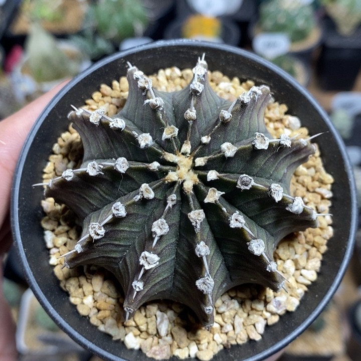 实生11棱肋骨127号6.8cm