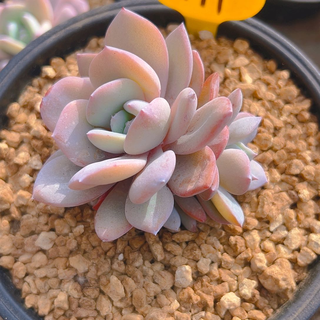 ?****生奶茶471号一物一拍