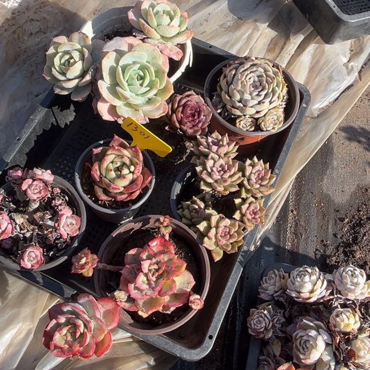 1301多肉588998800888