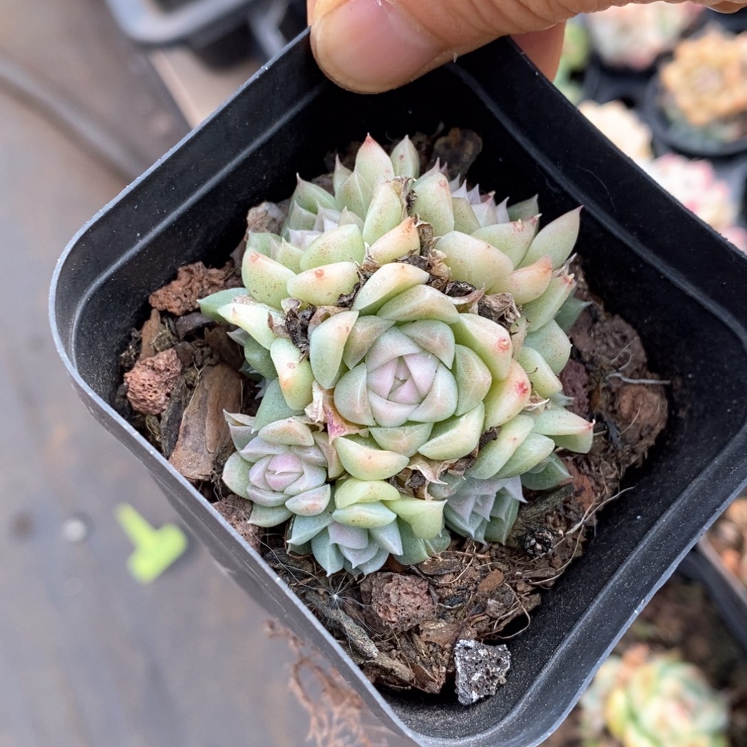 精品多肉一物一拍不包整164