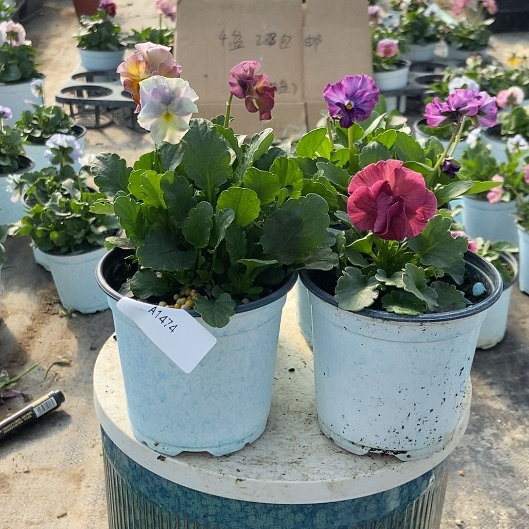 大部分花苞少量开放1474