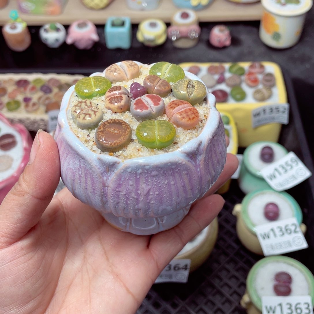 w1365 带盆土发货-零下地区拍保温箱