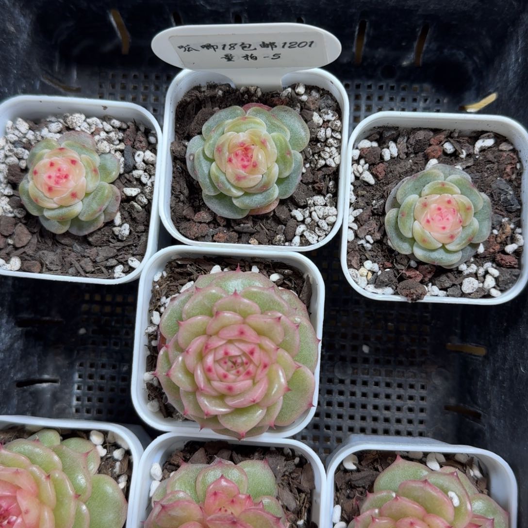 1201-05-汉白玉一颗量拍