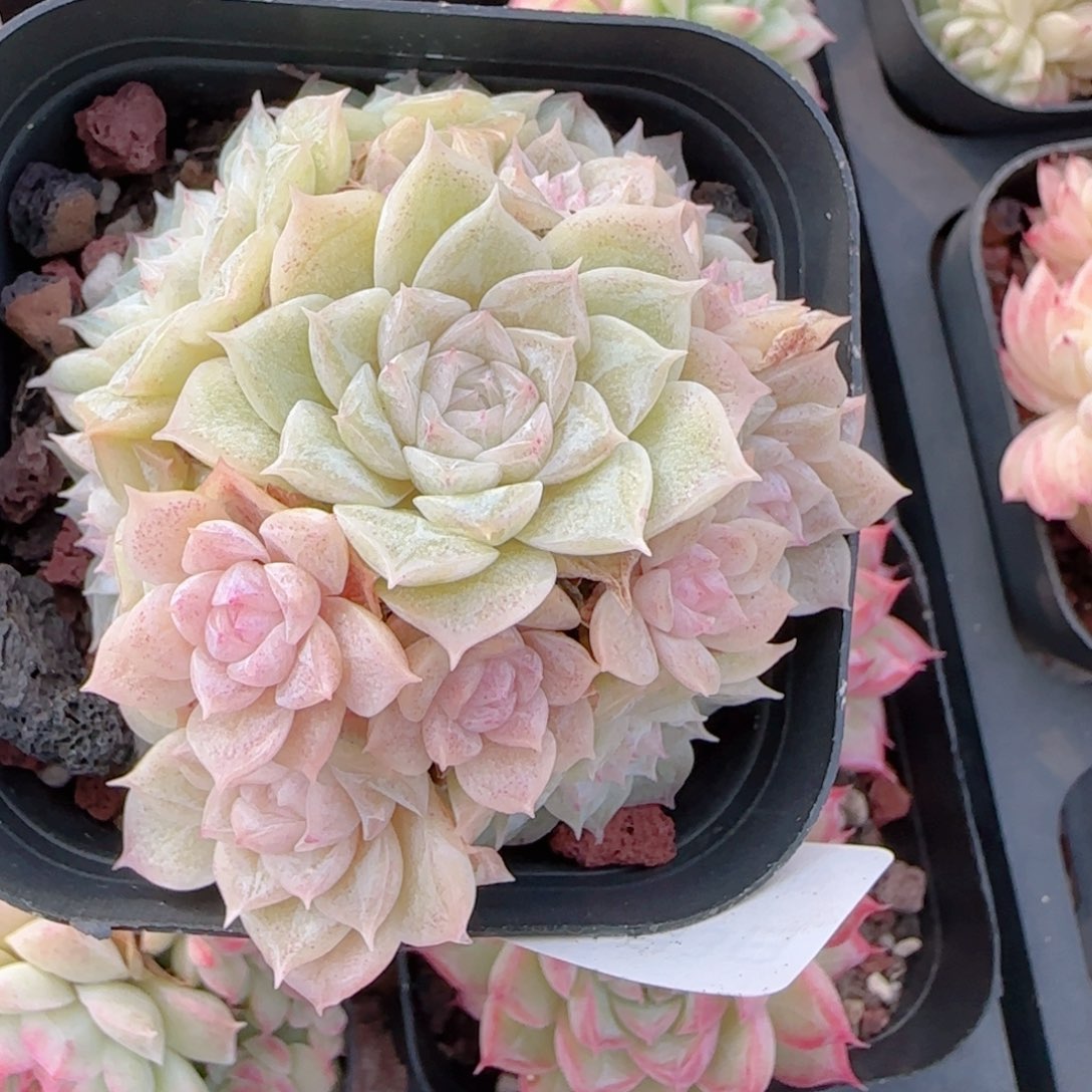 小****花语多肉0103-353散