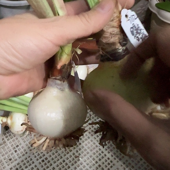 宣***师T35，星星点缀各一颗，裸球发货