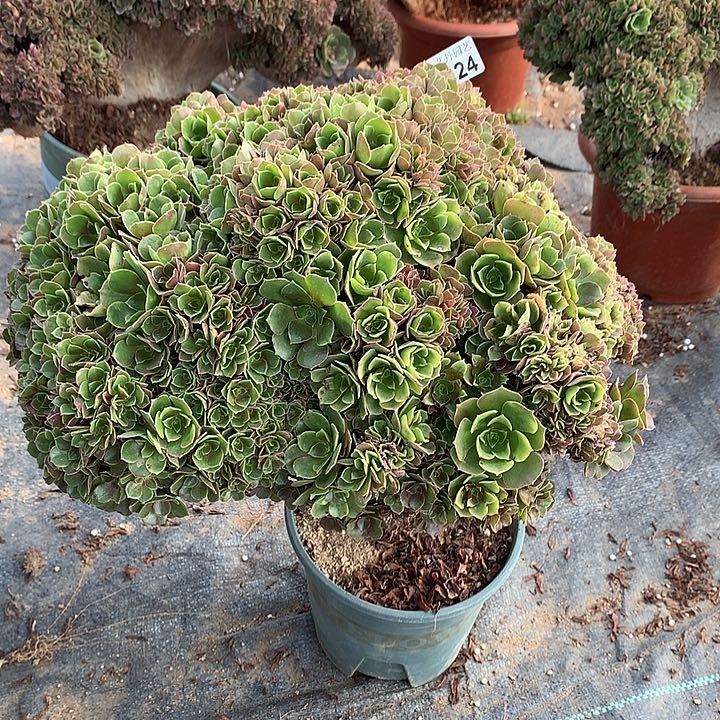 芳***旧024玫瑰朵朵一颗缀化