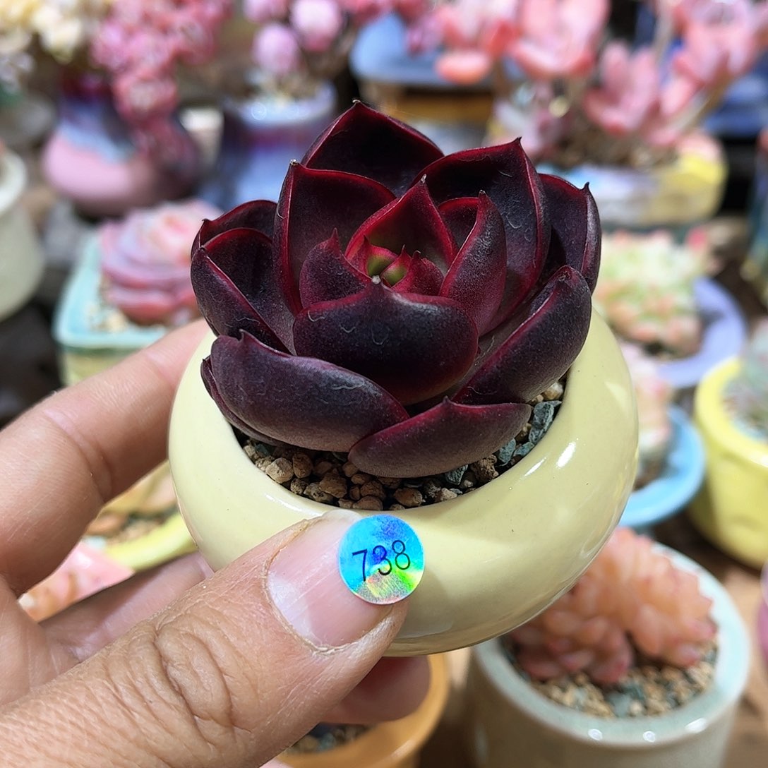 红灯  含盆含土发货 30包邮偏远除外