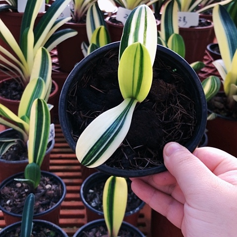 【闪购商品】红****5