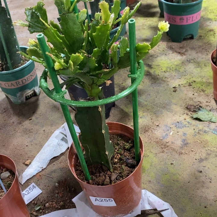 大部分花苞少量开放255嫁接052