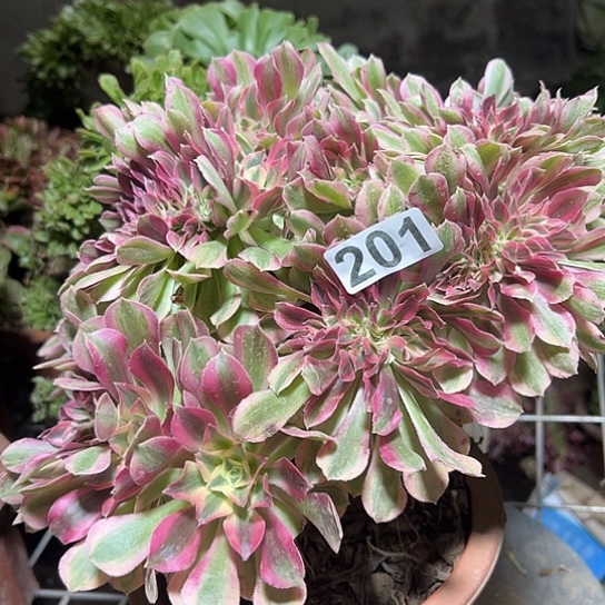 静***开多肉植物一个女巫201