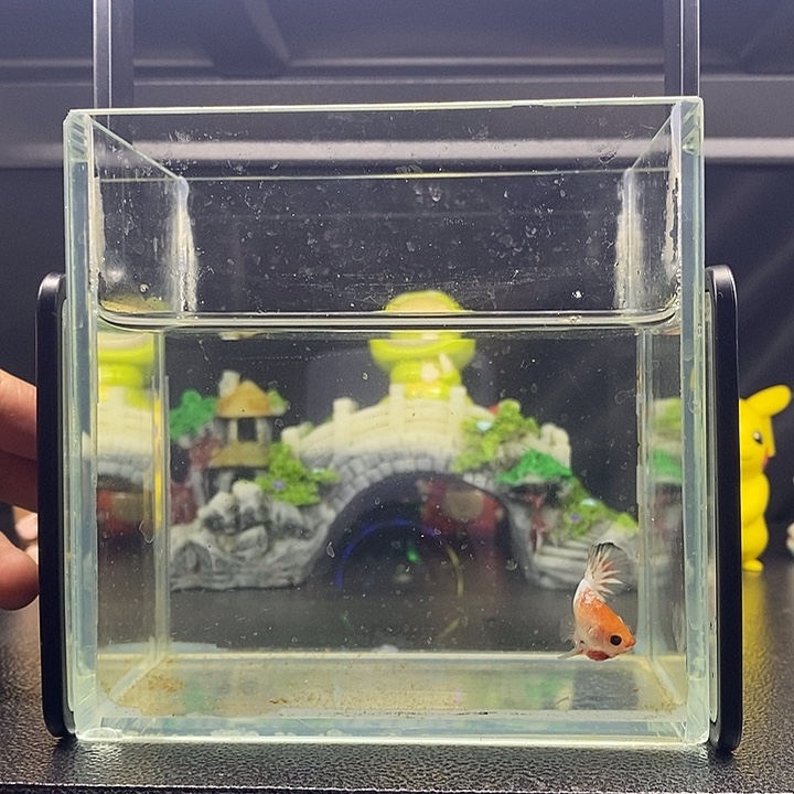 海水鱼Fccp 将军公