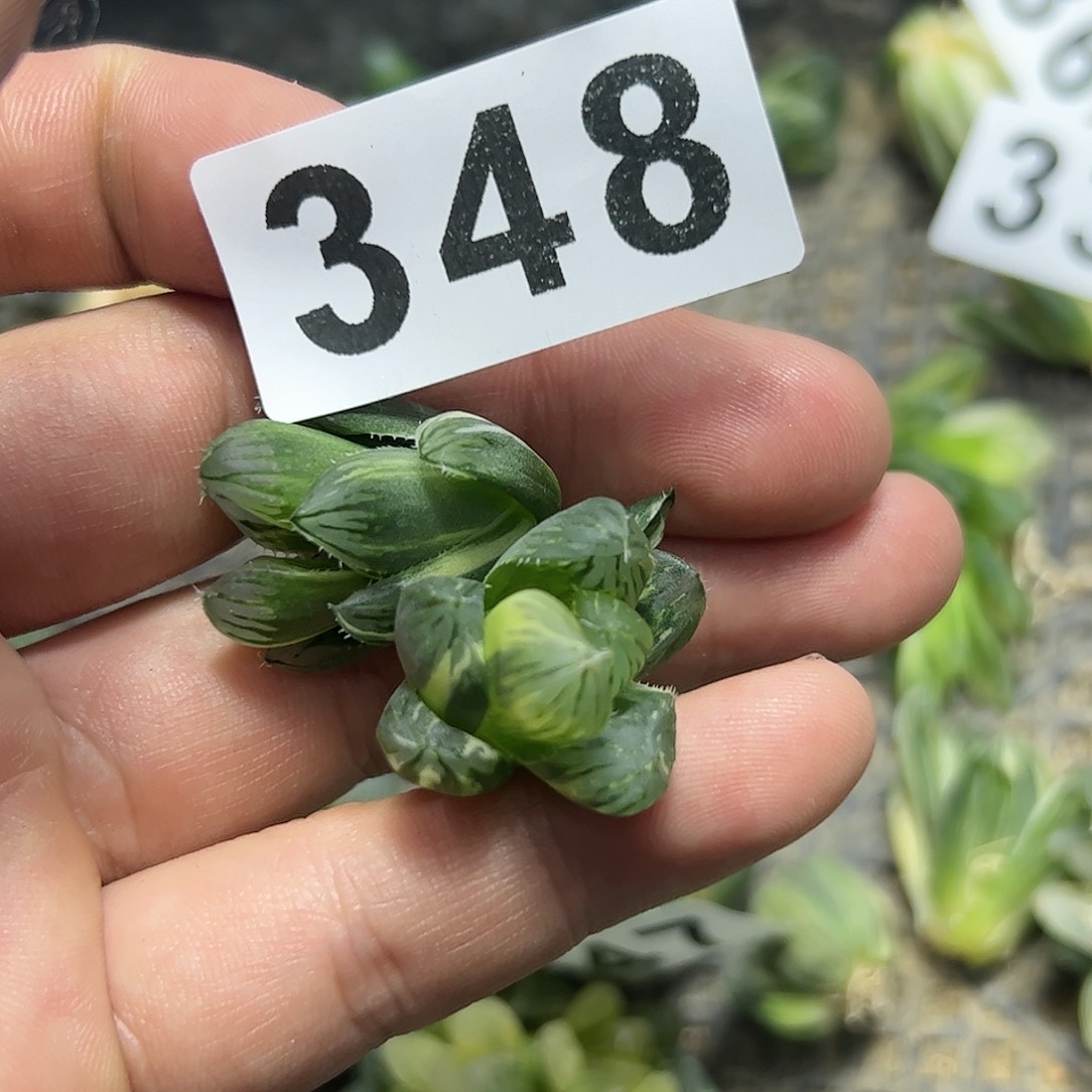 龙爪锦十二卷多肉植物满