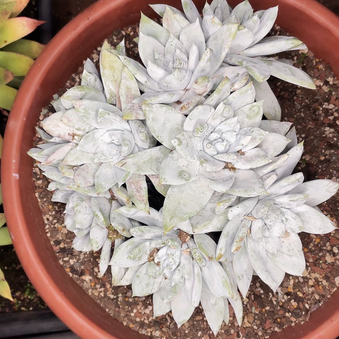 雨*三颗仙女杯多头群生