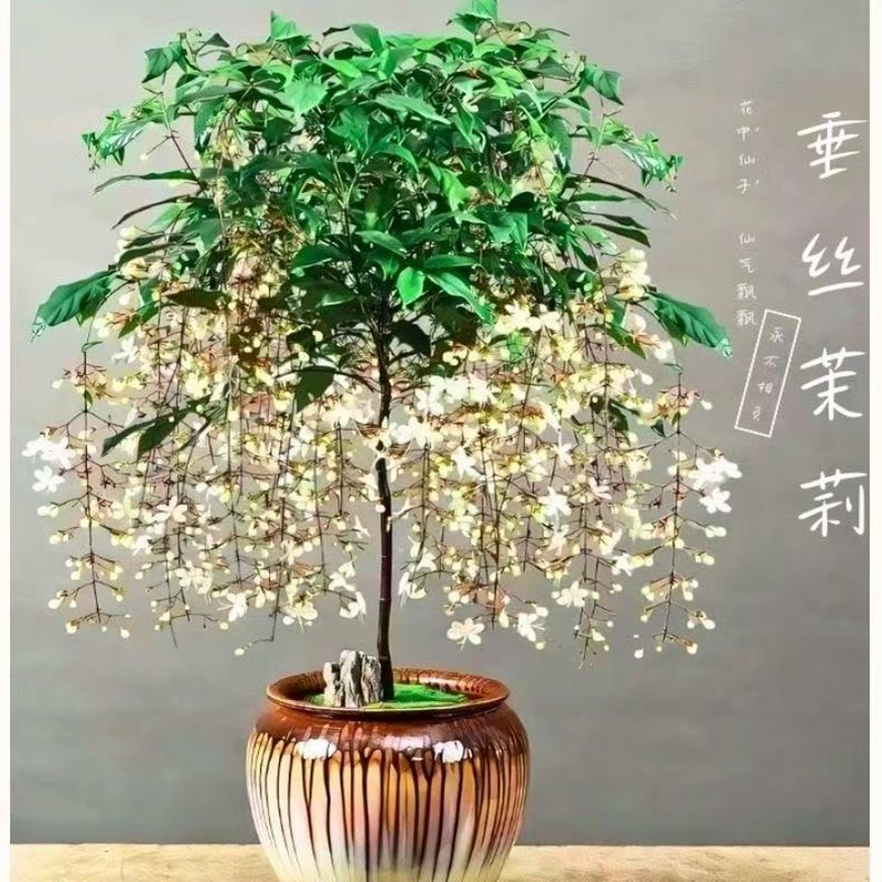 室内10度以上养泰国进口垂丝茉莉老桩带花苞室内客厅养护耐阴好养