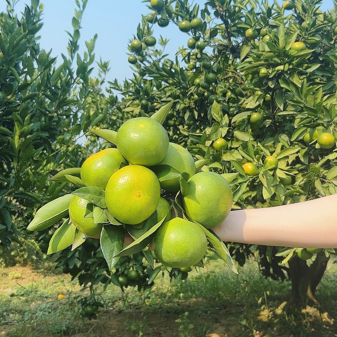 正宗宜昌无籽蜜桔新鲜现摘蜜橘酸甜多汁当季水果橘子孕妇水果桔子