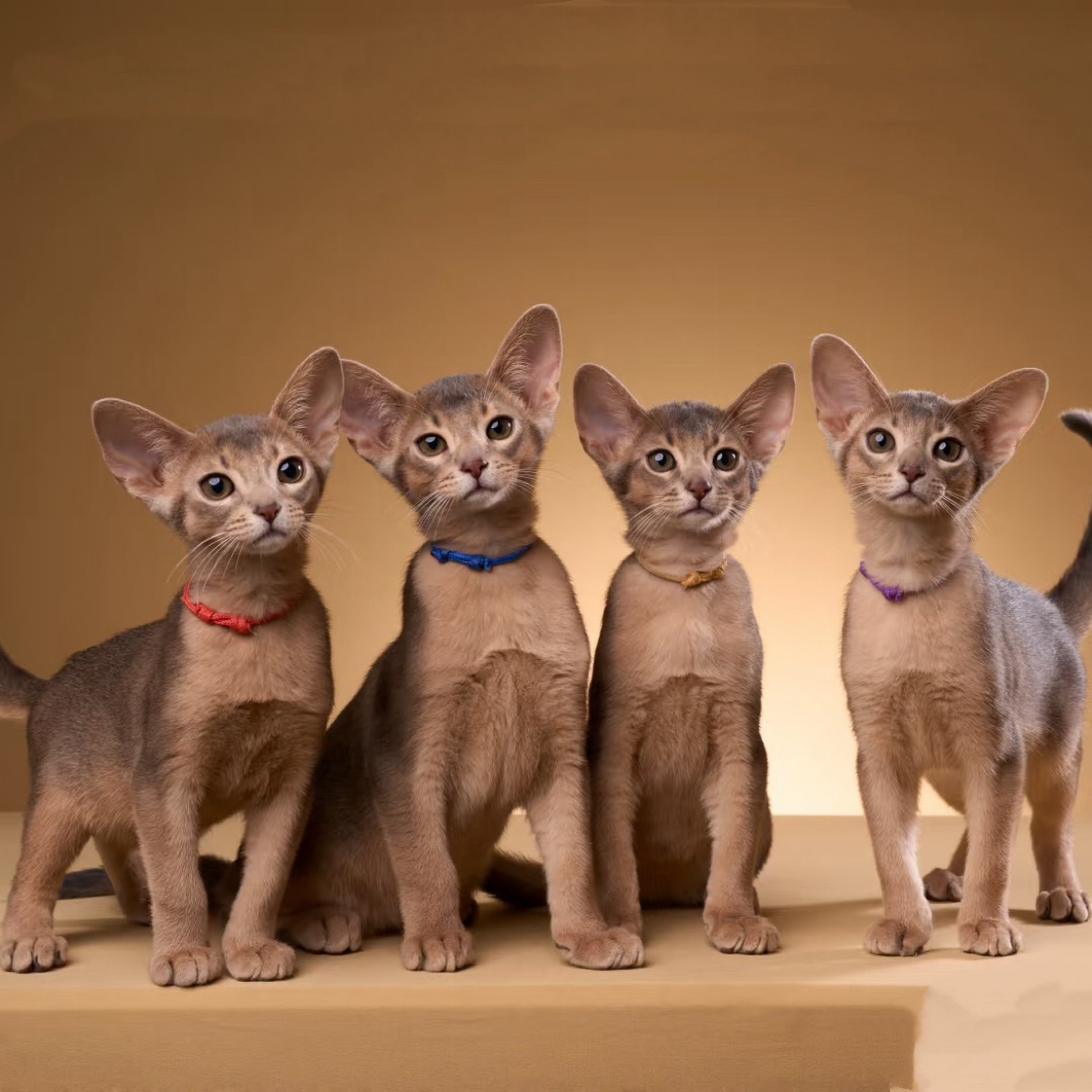 阿比西尼亚猫-活体猫链接