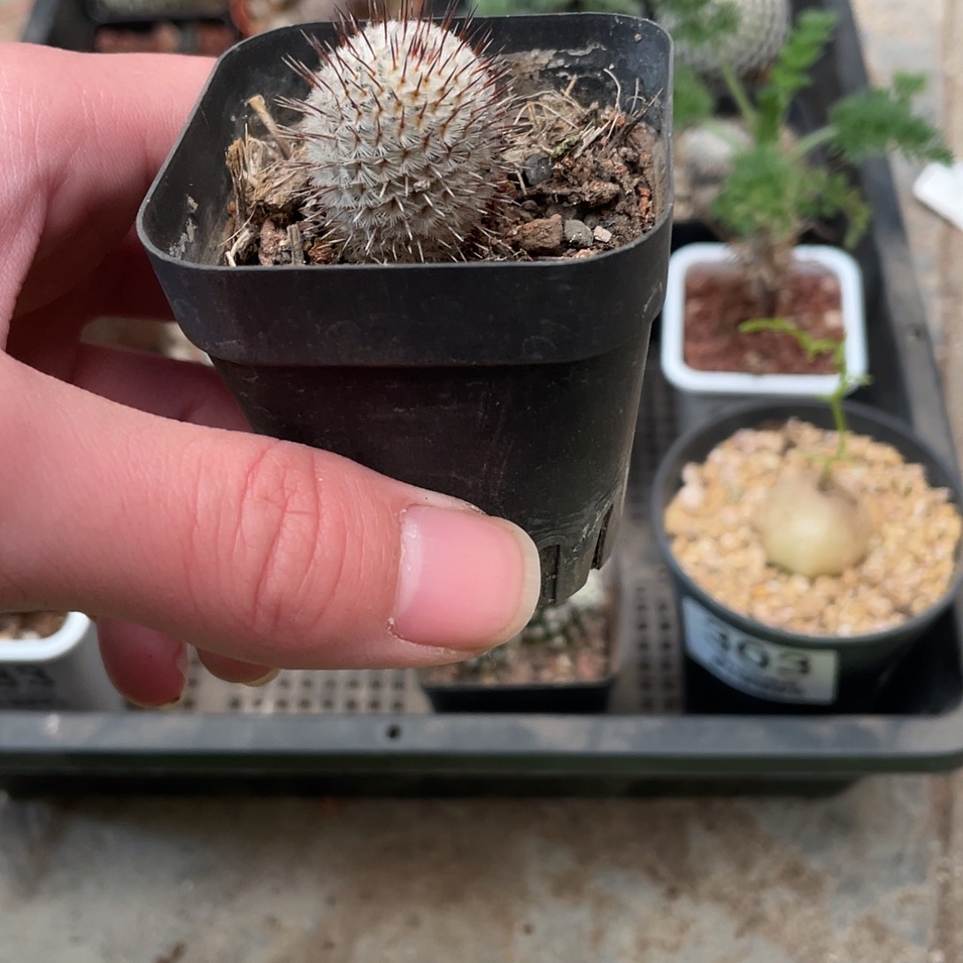 389直刺佩雷（满18包邮）