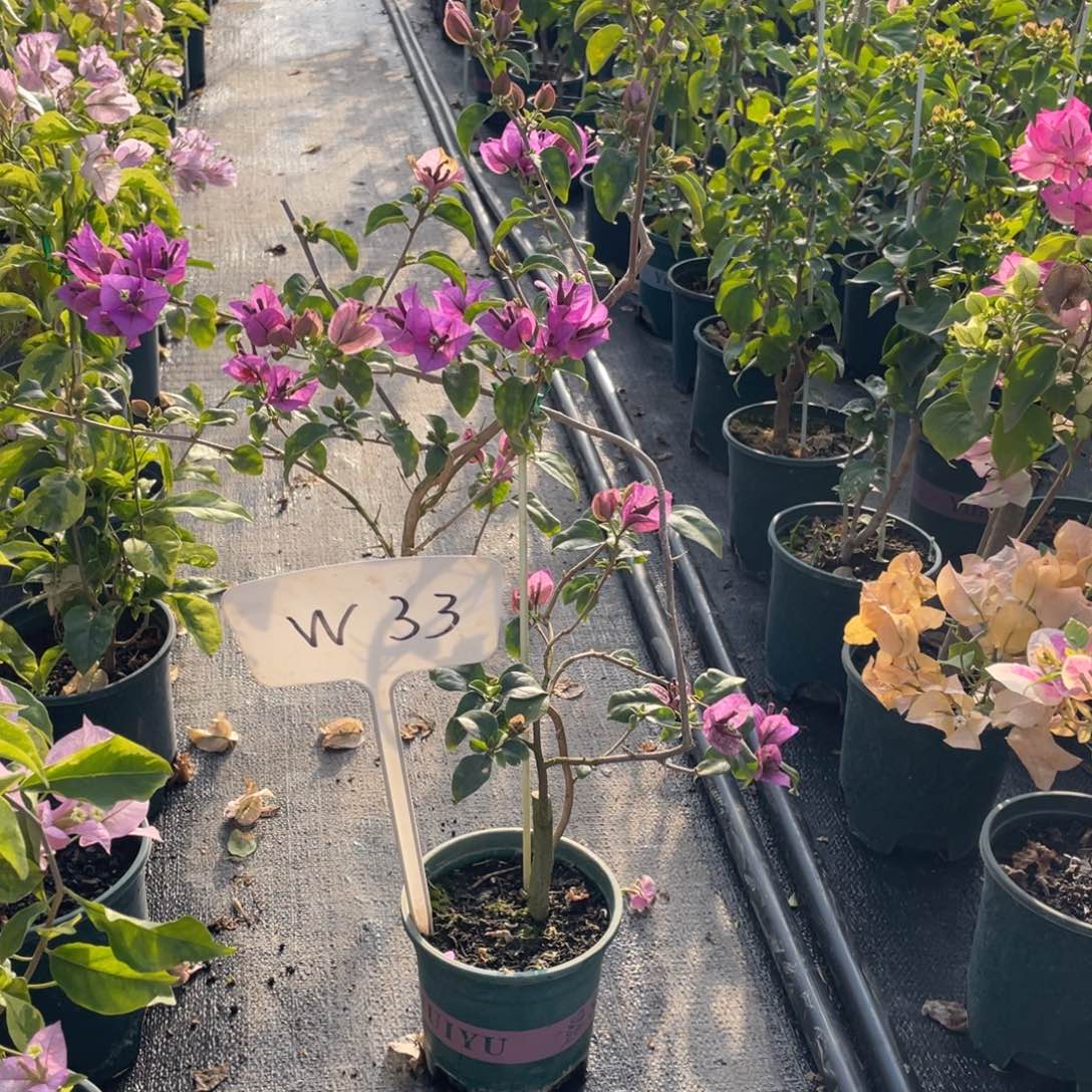 钟***娘全部花朵巴西紫W33