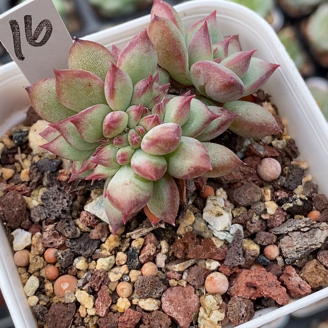 红拉糖缀化30包邮非偏远