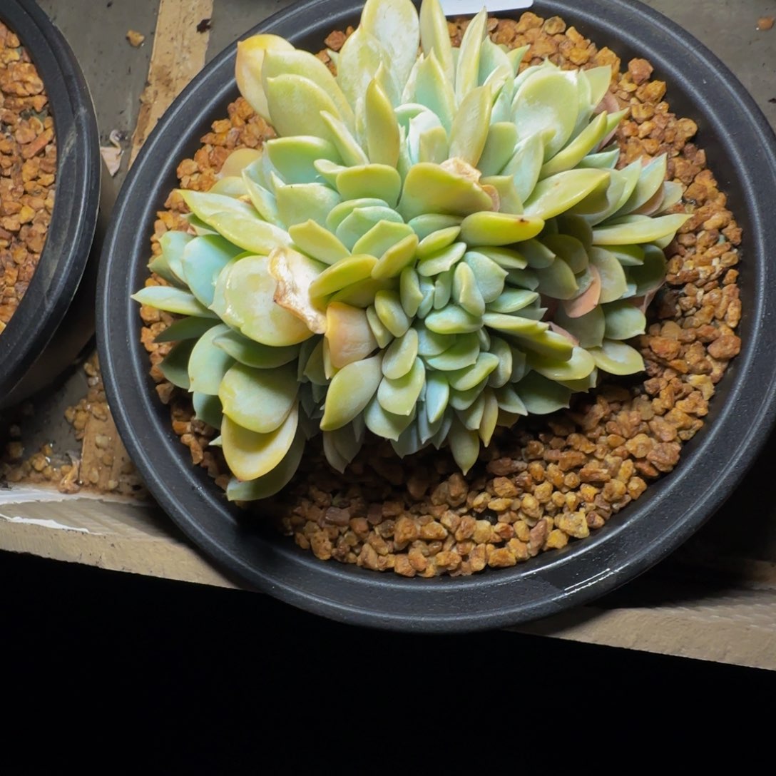 d d d d d d d d d 50