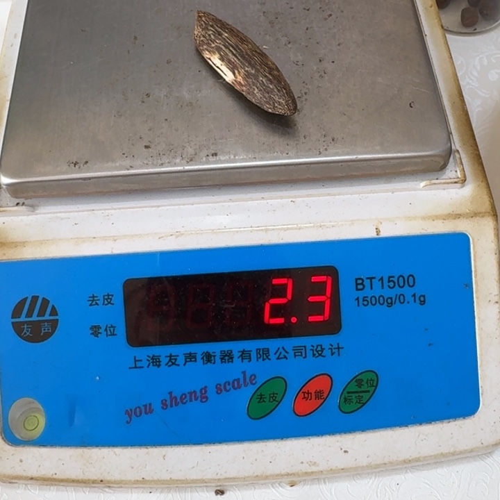 好***心香榧木海南天然虫漏野生瓜子香2.3克手工艺