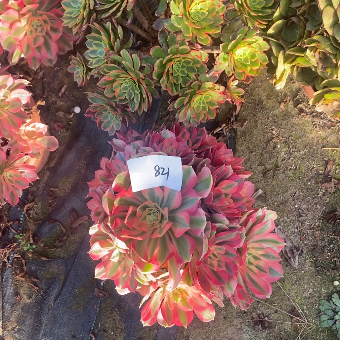 821号粉女巫➕朝霞1颗多肉