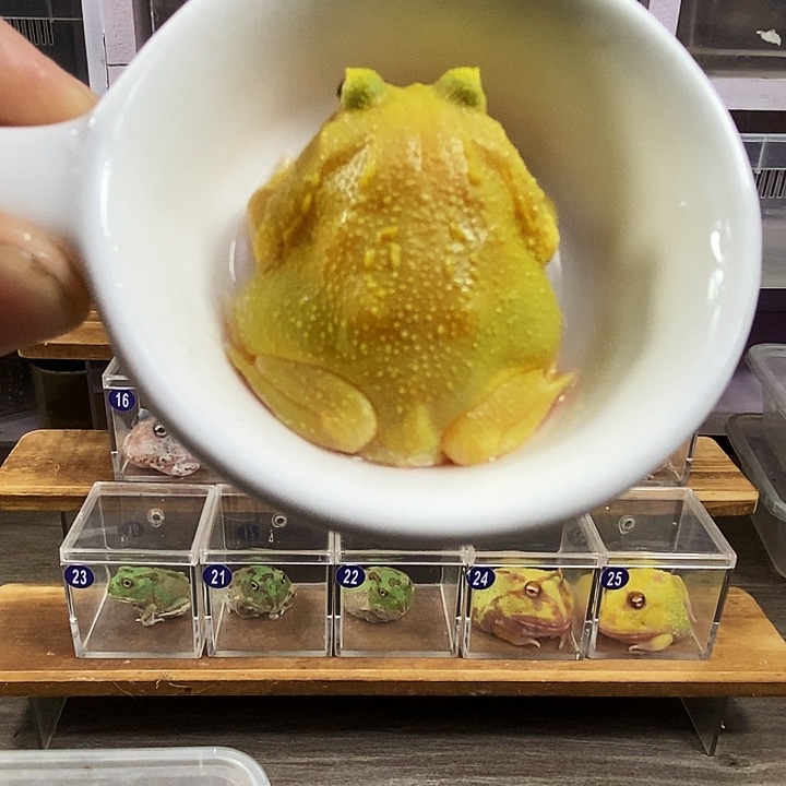 角蛙480号蛋黄角蛙