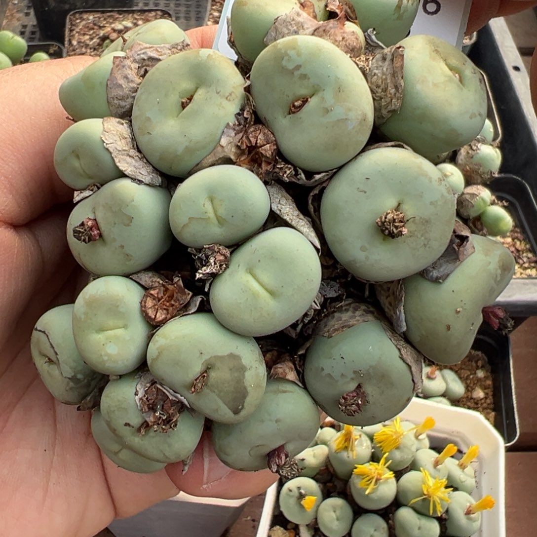 12-06肉锥多肉植物