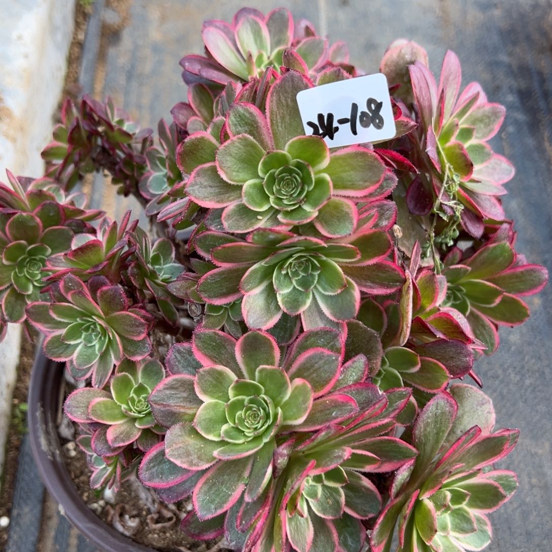 108粉花妖多肉植物