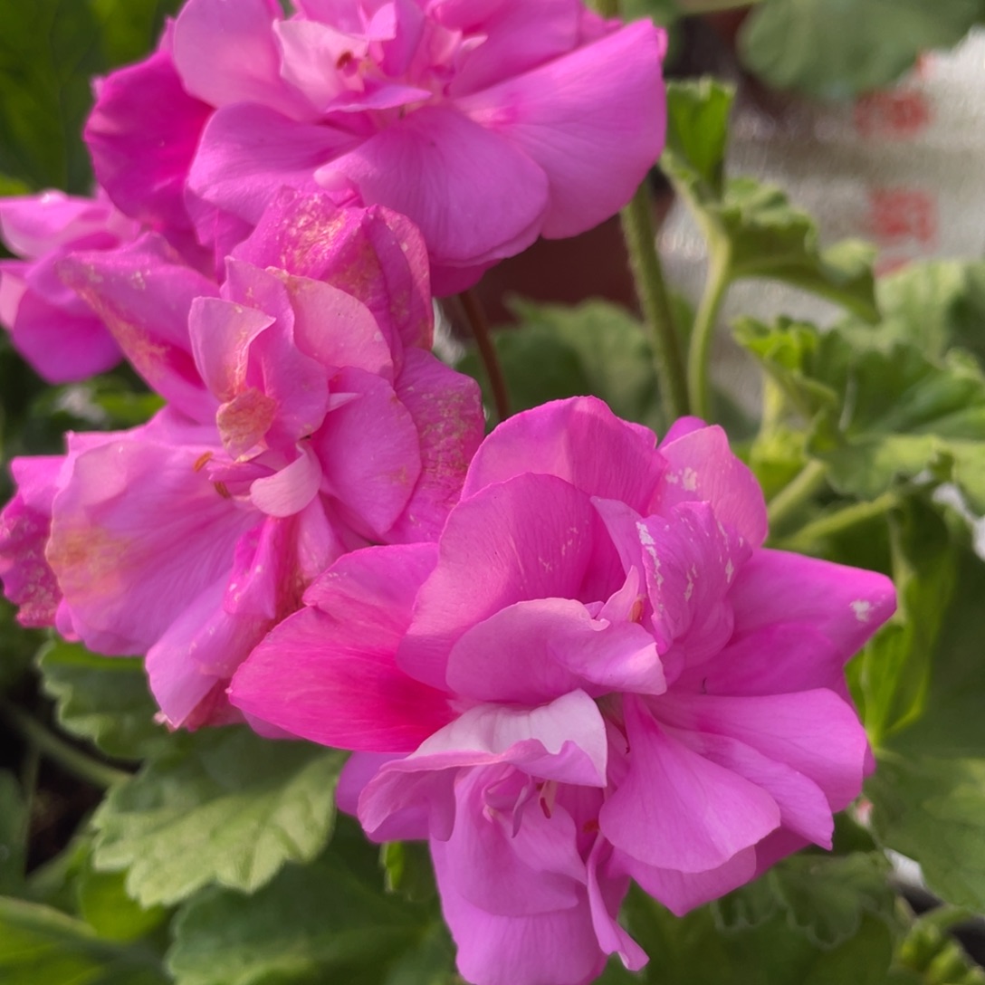 完全开放丁香雾半兽大花