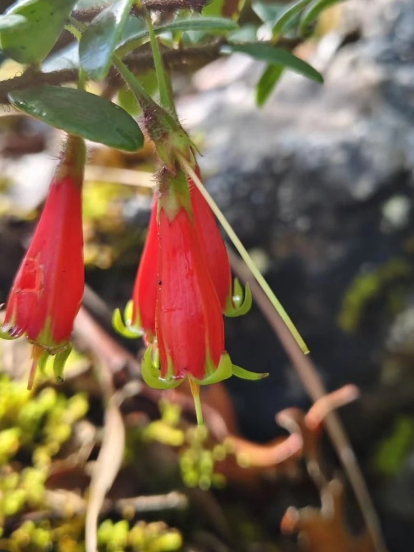 云南米叶红花五翅莓绿植小叶五翅莓，吊金钟（一物一拍）